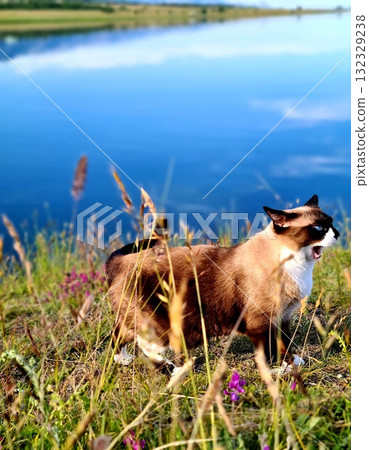 A striking Siamese cat is posing near the clear blue water of a lake, framed by green foliage and a vibrant patch of purple and white wildflowers in a peaceful, sunlit, outdoor setting. 132329238
