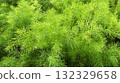 Asparagus fern in the garden 132329658
