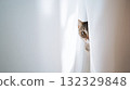 Curious Cat Peeking From Behind White Curtains Creating Playful, Mysterious Home Moment In Bright Morning Light 132329848