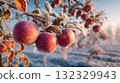 Frosty apple winter orchard red fruit icy branch cold morning sunlight nature rural seasonal tranquil 132329943