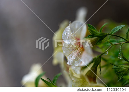 白花在雨中變濕 白花在雨中變濕 132330204