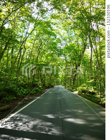 Forest road wrapped in fresh green Forest road wrapped in fresh green 132330596