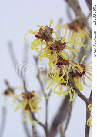 Cinnaman Sak花 132330602