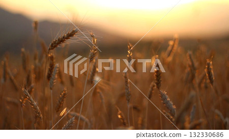 Golden wheat ears glowing at sunset 132330686