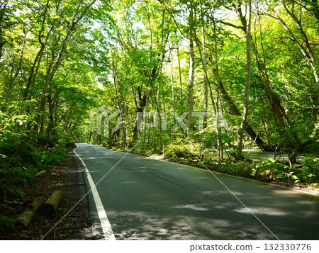 Road through the fresh green forest Road through the fresh green forest 132330776