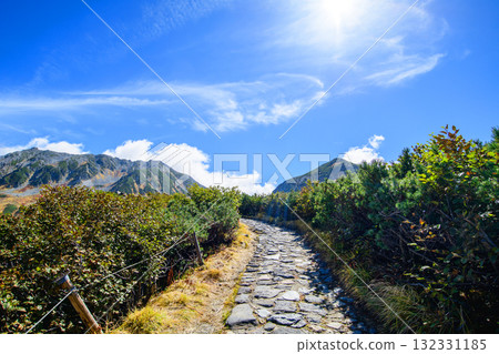 Tateyama Kurobe Alpine Route: Walking along the Murododaira trail lined with thickets of Japanese stone pine. Tateyama Kurobe Alpine Route, Toyama Prefecture. 132331185