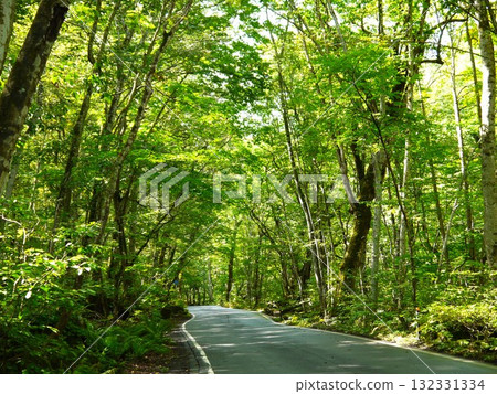 Road through the fresh green forest 132331334