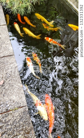 四國遍路第 70 座寺廟-本山寺的鯉魚 四國遍路第 70 座寺廟-本山寺的鯉魚 132331392
