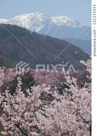 Takato / View from the heights of Takato Castle Park, with the Kohigan cherry blossoms in full bloom and the snow-capped Alps (vertical shot) Takato / View from the heights of Takato Castle Park, with the Kohigan cherry blossoms in full bloom and the snow-capped Alps (vertical shot) 132331414