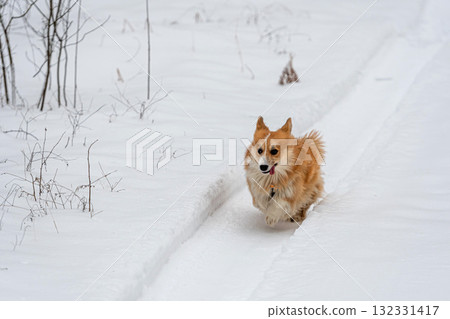 Wales Corgi Pembroke runs through the snow on a cold winter day Wales Corgi Pembroke runs through the snow on a cold winter day 132331417
