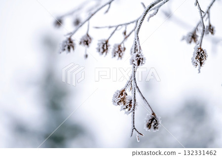 Snow on tree branches. Frost on tree branches. Nature weather closeup. Winter background. Snow on tree branches. Frost on tree branches. Nature weather closeup. Winter background. 132331462