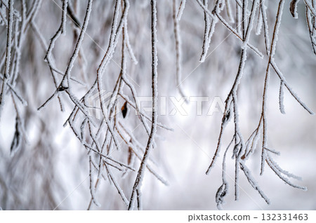 Snow on tree branches. Frost on tree branches. Nature weather closeup. Winter background. Snow on tree branches. Frost on tree branches. Nature weather closeup. Winter background. 132331463