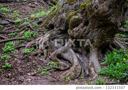 Scenic view of old tree roots covered with moss and lichen, natural background, forest environment Scenic view of old tree roots covered with moss and lichen, natural background, forest environment 132331507