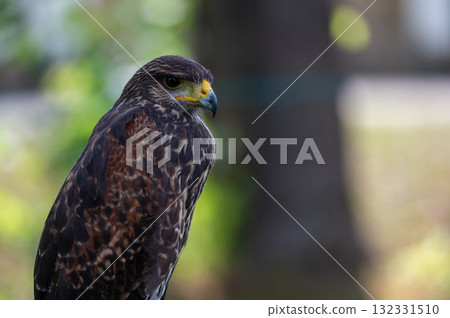 Hawk portrait closeup isolated on defocused natural background with copy space. Hawk portrait closeup isolated on defocused natural background with copy space. 132331510