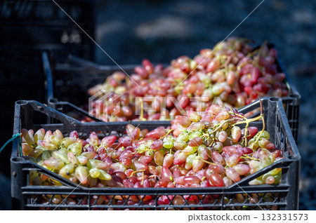 boxes with grapes, sale of grapes at the farmer's market boxes with grapes, sale of grapes at the farmer's market 132331573