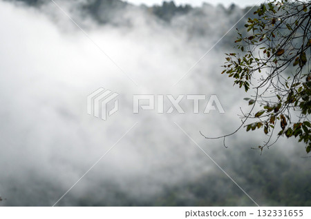 Fog over the forest in the mountains. Nature background with copy space 132331655