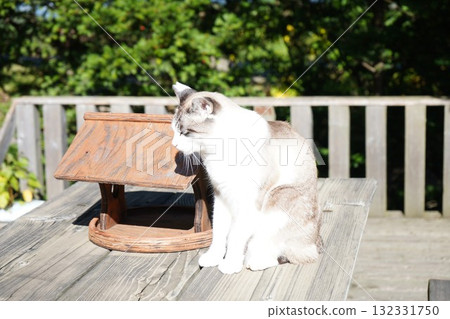 Sunbathing Sakuraneko Sunbathing Sakuraneko 132331750