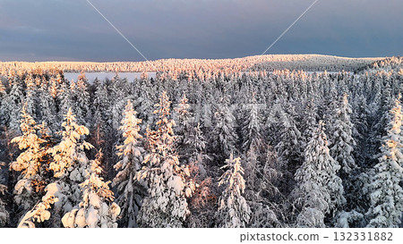 Beautiful SnowCovered Evergreen Forest Bathed in Early Morning Light and Serenity 132331882