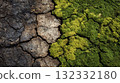 Cracked Volcanic Rock and Lush Green Moss Create Striking Textured Nature Contrast 132332180