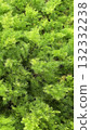 Asparagus fern in the garden 132332238