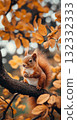 Cute portrait of fluffy red squirrel 132332333
