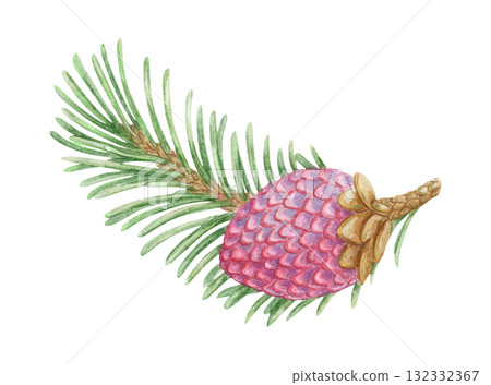 Norway spruce twig with green needle and pink male pollen cone hand drawn in watercolor with sparkling and pencil texture. Elegant festive botanical element. Perfect for botany card and other project. 132332367