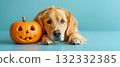 Golden Retriever with Halloween Pumpkin on a Blue Background 132332385
