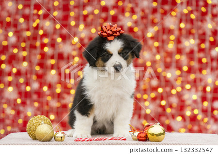 Playful Australian Shepherd puppy sitting on a soft blanket with a red bow on its head surrounded by golden and red Christmas ornaments. Festive portrait with warm holiday lights in the background. Playful Australian Shepherd puppy sitting on a soft blanket with a red bow on its head surrounded by golden and red Christmas ornaments. Festive portrait with warm holiday lights in the background. 132332547