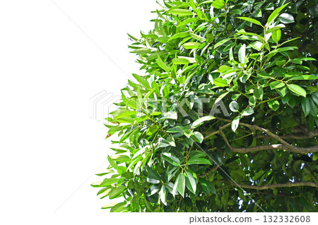 郵局樹“塔拉尤” 132332608