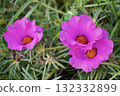 Three deep pink portulaca flowers 132332899