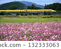 Cosmos field and Doctor Yellow T5 train Cosmos field and Doctor Yellow T5 train 132333063