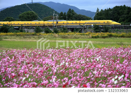 Cosmos field and Doctor Yellow T5 train Cosmos field and Doctor Yellow T5 train 132333063