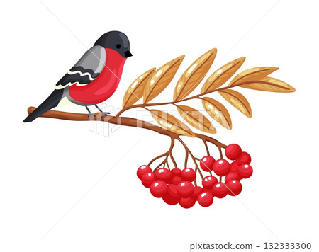 Bullfinch on Rowan Branch Clipart 132333300