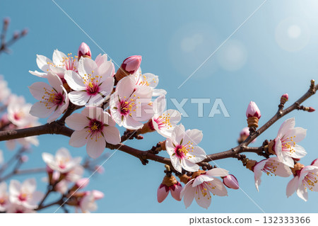 Blooming cherry blossoms and blue sky, travel to Japan, sightseeing phase, square cloth, wide range of sea reports, material background sheet 132333366