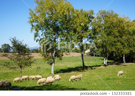 Sheep grazing peacefully Sheep grazing peacefully 132333381