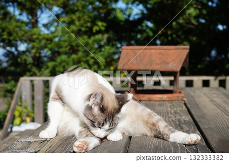 Sakuraneko 打扮自己 132333382