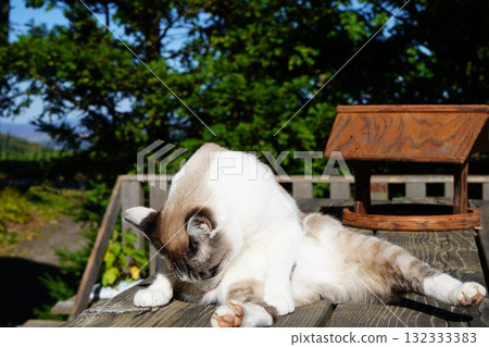 Sakuraneko 打扮自己 Sakuraneko 打扮自己 132333383