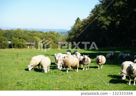 Sheep grazing peacefully Sheep grazing peacefully 132333384