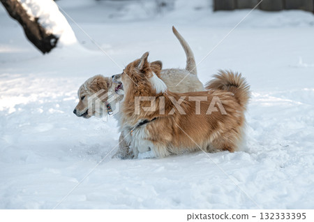 a golden retriever and a welsh corgi play in the white snow a golden retriever and a welsh corgi play in the white snow 132333395