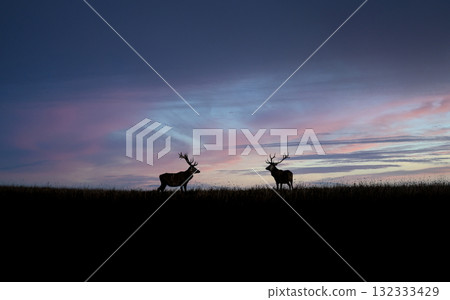 Red deer silhouettes against a colorful sunset sky in a meadow Red deer silhouettes against a colorful sunset sky in a meadow 132333429