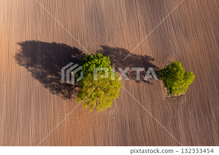 top down aerial view on a two trees in the middle of a cultivated field, field with tractor tracks 132333454