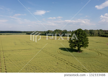rural landscape with lonely trees in the middle of a green agricultural field on a sunny day 132333486