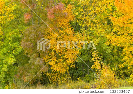 View of colorful autumn trees. Golden autumn foliage on a tree. Concept of fall and approaching winter. Shallow depth of field. Macro image, close-up. View of colorful autumn trees. Golden autumn foliage on a tree. Concept of fall and approaching winter. Shallow depth of field. Macro image, close-up. 132333497