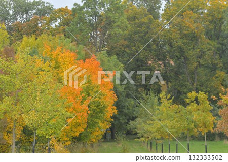 View of colorful autumn trees. Golden autumn leaves on a tree. Concept of fall and approaching winter. Shallow depth of field. Macro image, close-up. View of colorful autumn trees. Golden autumn leaves on a tree. Concept of fall and approaching winter. Shallow depth of field. Macro image, close-up. 132333502