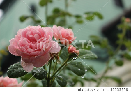 Pink roses are blooming after the rain! Pink roses are blooming after the rain! 132333558