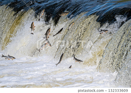 The Venta Rapid waterfall in May with fish jumping out of the water in Kuldiga in Latvia 132333609