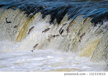 The Venta Rapid waterfall in May with fish jumping out of the water in Kuldiga in Latvia The Venta Rapid waterfall in May with fish jumping out of the water in Kuldiga in Latvia 132333610