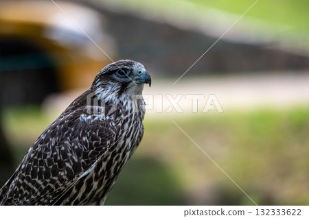 Closeup portrait of a falcon isolated on a defocused natural background with copy space. Closeup portrait of a falcon isolated on a defocused natural background with copy space. 132333622
