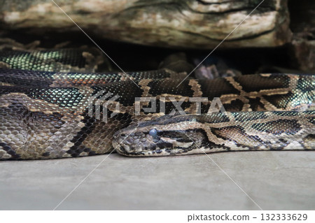 The silence of the Burmese python 132333629