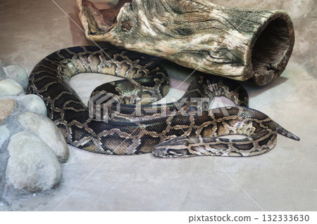 The silence of the Burmese python 132333630